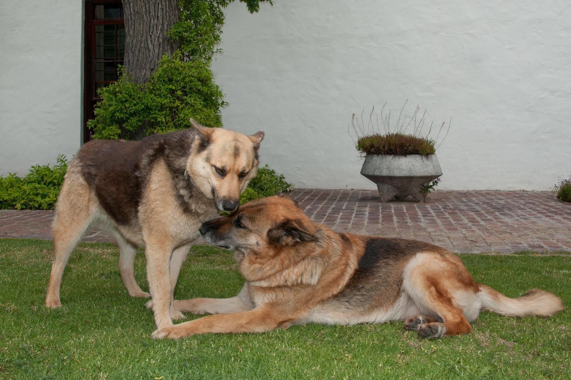 La Galiniere Guest Cottages Franschhoek Esterno foto