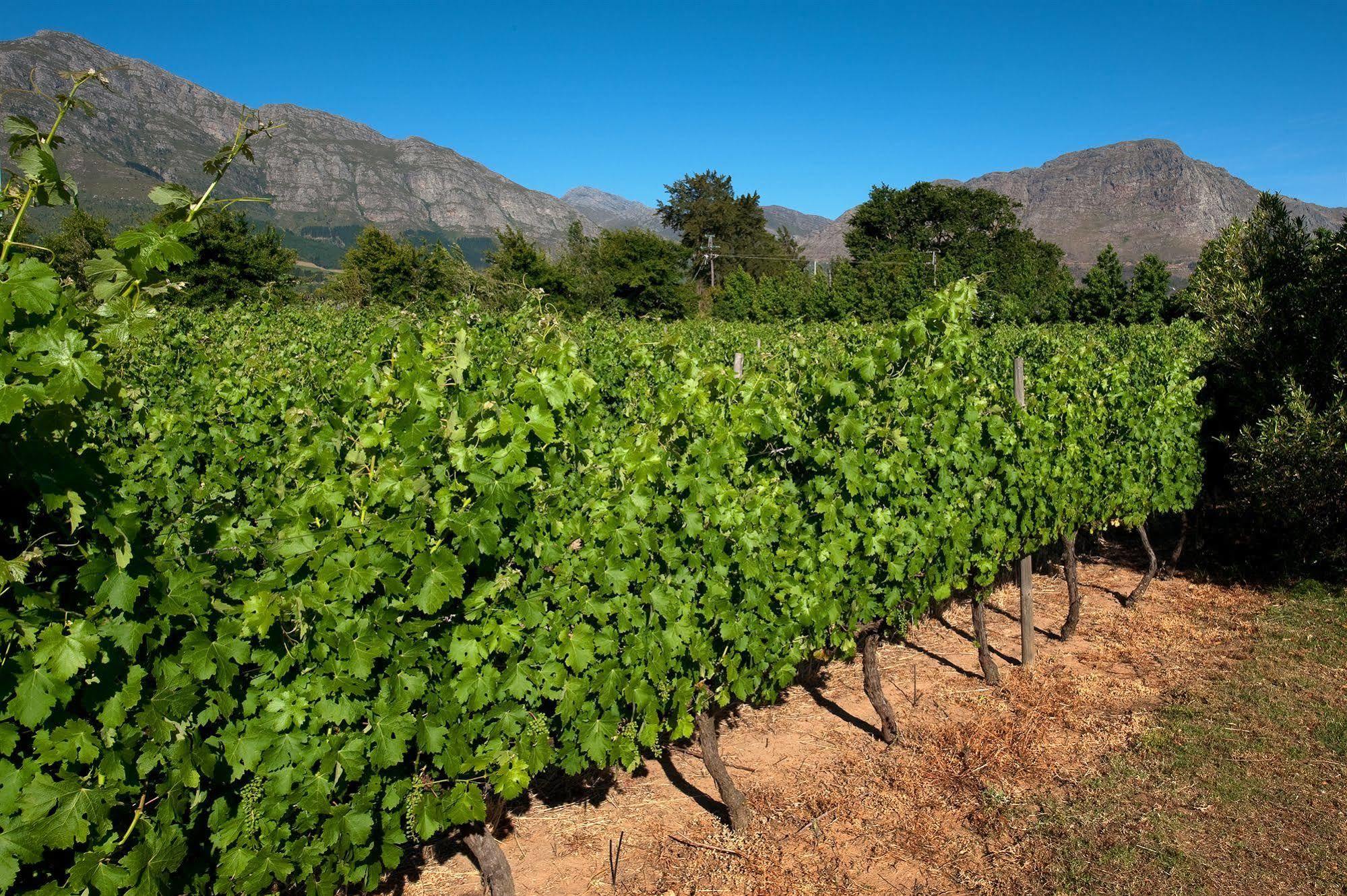 La Galiniere Guest Cottages Franschhoek Esterno foto